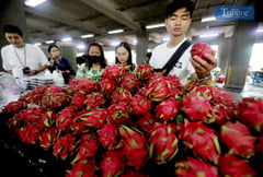 Tropical fruits drive Philippines’ export gains